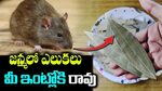 జన్మలో ఎలుకలు మీ ఇంట్లోకి రావు How to get rid of Rats in Hou